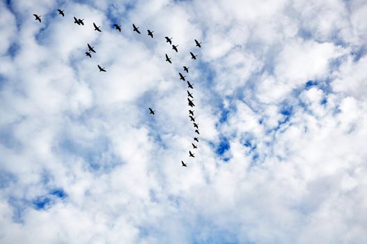 Canadian Geese in flight formation, heading south during migration.