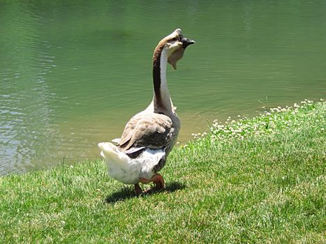 A photograph of a goose by a pond.