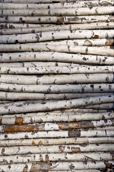 Not sawn birch logs. For the kindling fire. Close-up