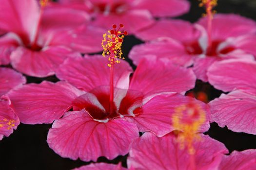 close up pattern texture background of Hibicus on water, five petal pink Indian flower, floating on water, outdoor garden feature in a water pool pot, landscape horizontal crop area, water drops, pool, pond