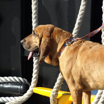 A large brown dog on a boat looking tired