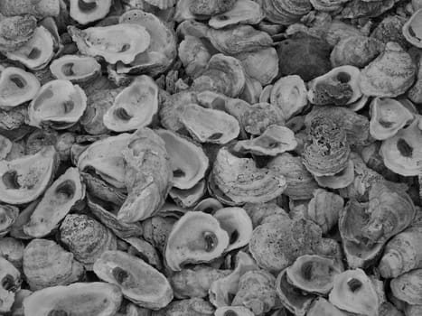 Sea shells shown in black and white