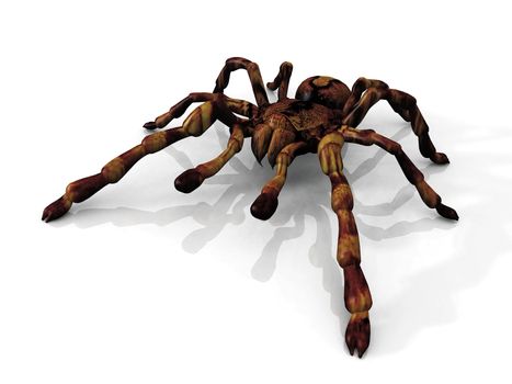 a tarantula on a white background