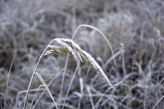 Stem rye covered with the first snow. Winter. Closeup selective focus.