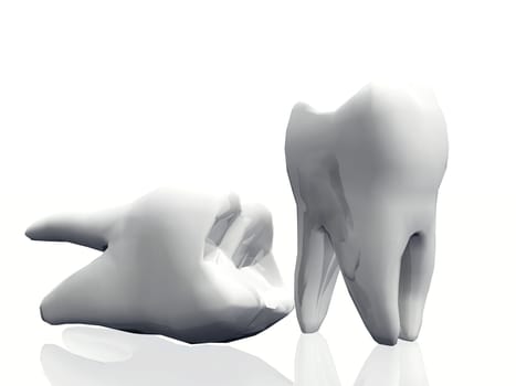 the molar teeth on a white background