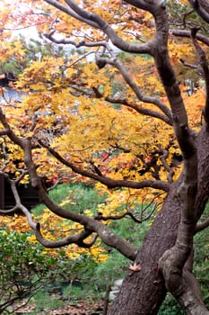 Orange and green trees in a Japanese autumn park 
