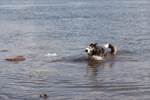 A black and white husky in a river

