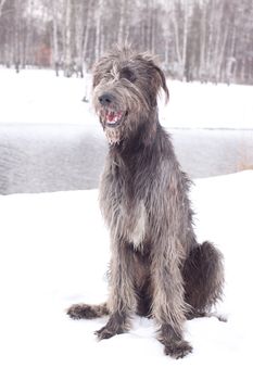 An irish wolfhound sitting on a snow-covered field
