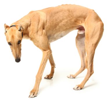Retired greyhound racer over white background. Fawn colored.