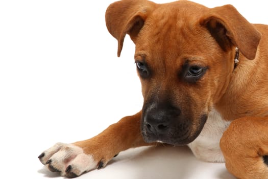 Small  boxer puppy over white laying.  Close up head shot.