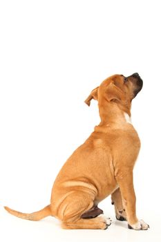 Brown boxer puppy sitting and looking away from camera over white background.