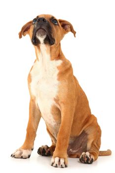 Adorable young boxer puppy sitting and lookin above his head over white background.