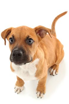 Adorable boxer puppy sitting and looking up over white background.