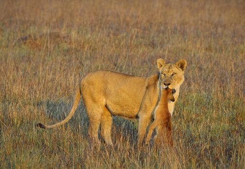 A lioness with new-born antelope prey. The lioness goes on savanna and bears the killed kid of an antelope. A yellow grass. The morning sun.