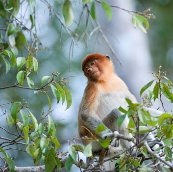 Romantic portrait proboscis. The monkey sits in tree branches on faintly blue background. Nasalis larvatus