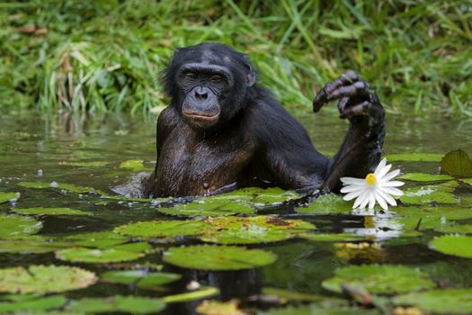 The chimpanzee collects flowers. The chimpanzee costs in water and tries to keep step with a lily flower