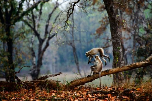 Two langurs  play in the evening in wood.