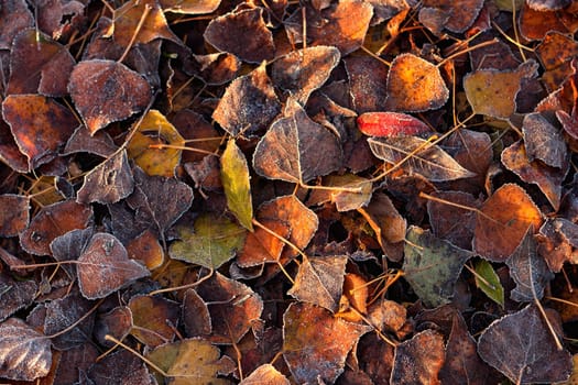 Frost covered autumnal fallen leaves, earthy colours.