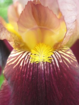 Flower of Iris