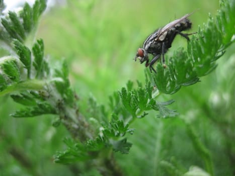 Fly on the yarrow