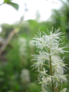 White flowers of Liatris