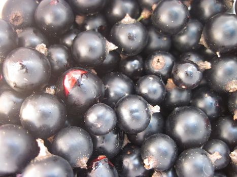 blackcurrant harvest