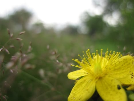 Yellow flower of stamen with pollen