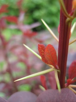 thorns of red barberry