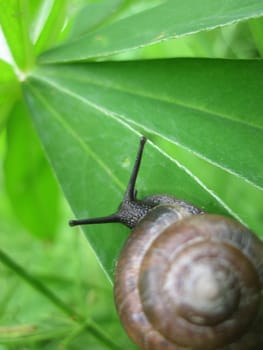 Snail on leaf of lupine