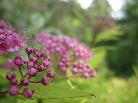 Violet flowers of achillea