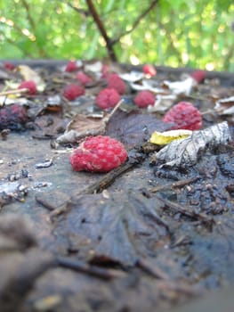 Old leafs and raspberries on rusty raspberries