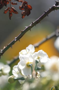 White flowers and thorns