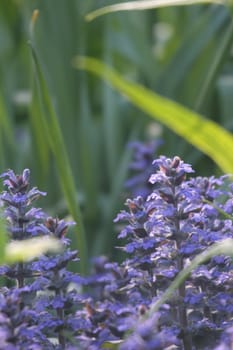 Violet flowers in green grass