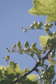 Gooseberry on blue sky