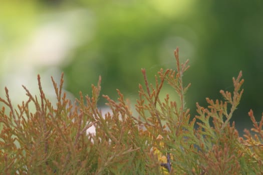 Thuja tree bokeh