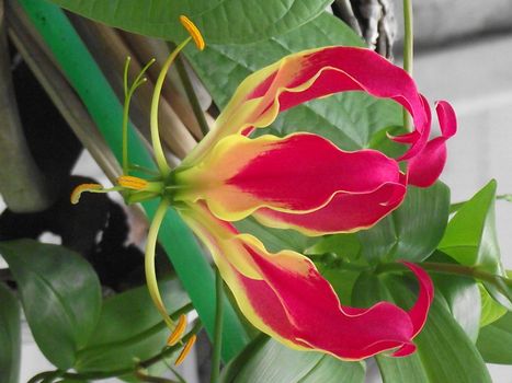 This ornamental vine produces the most beautiful, colorful blooms I've ever seen.