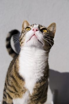 Shot of cute cat looking at the sky