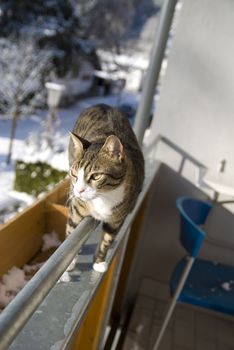 Cat having fun with first snowflakes on balcony.