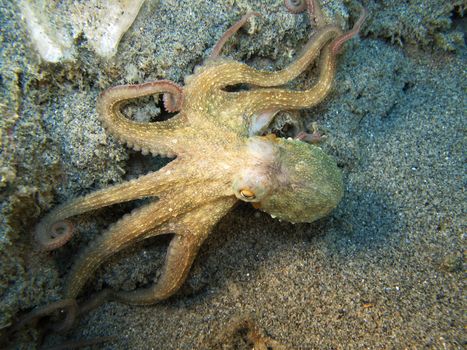 Octopus “Octopus Vulgaris”. Shot captured in the wild.
