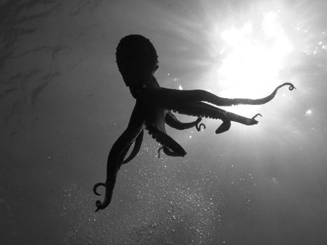 Octopus Vulgaris in back light (in Black and white).
Shot captured in the wild.