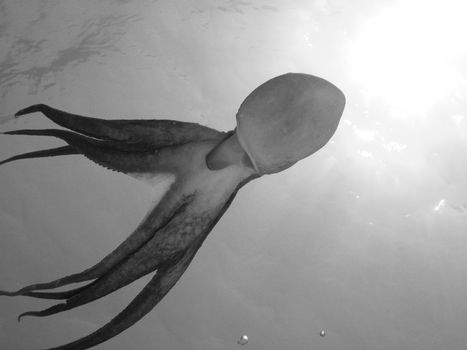 Octopus in Black and white. Shot captured in the wild.