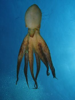 Octopus using jet propulsion. Shot captured in the wild.