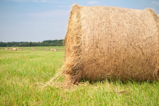 Shot of hay on the field, landscape