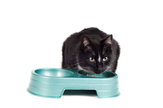 Shot of cat eating meal isolated on white