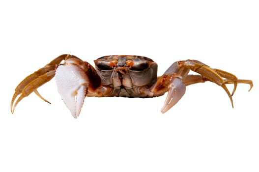 Crab from the pacific coast of Central America