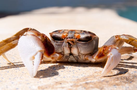 This is a crab from the pacific coast of central America