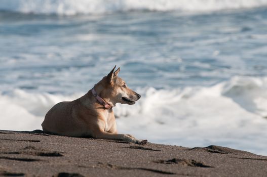 the picture of the dog watching to the ocean