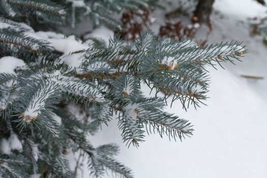 december fir branch covered with snow