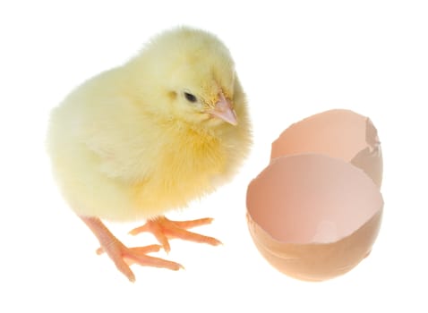 little yellow chick and shell, isolated on white