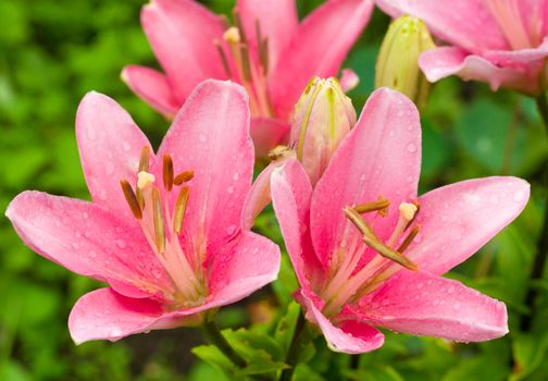 close-up pink lily with drops of water